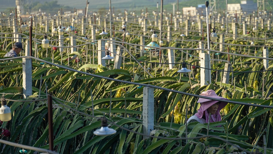 Gigabit Optical Network,Dragon Fruit